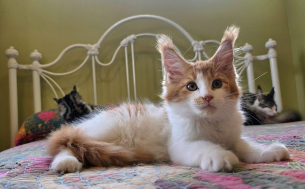 kitten