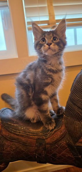 kitten