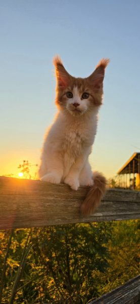 kitten