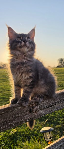 kitten
