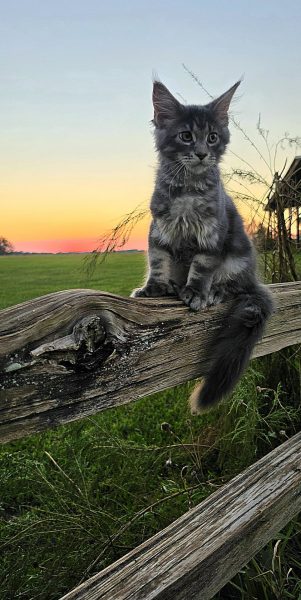 kitten