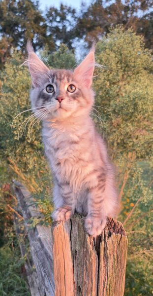 kitten