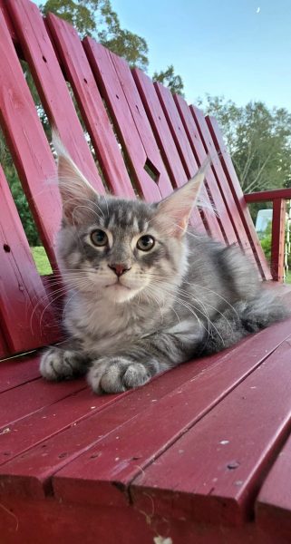 kitten