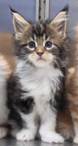 kitten